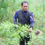 Operasi Antik Seulawah II Tahun 2026, Polres Aceh Besar Musnahkan 3.500 Batang Ganja Di Perbukitan Desa Pulo 