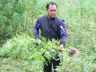 Operasi Antik Seulawah II Tahun 2026, Polres Aceh Besar Musnahkan 3.500 Batang Ganja Di Perbukitan Desa Pulo 